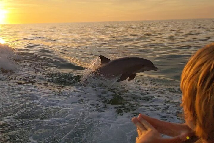 2 Hour Private Dolphin and Sightseeing Tour Shell Island - Photo 1 of 6